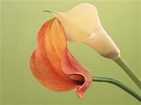 pic for  Delicate Calla Lilies